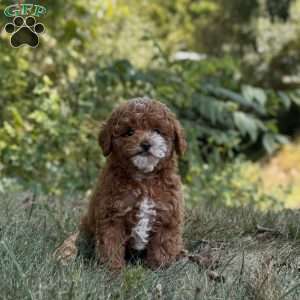 Marley, Miniature Poodle Puppy